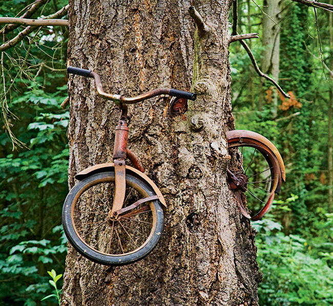 bicycle-eaten-by-a-tree-2.jpg
