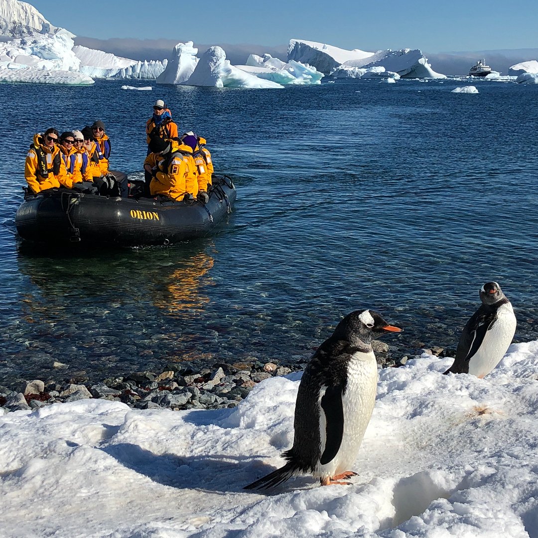 Антарктическое время. Антарктида материк пингвины. Переворачиватель пингвинов профессия. Антарктида туризм. Путешествие в Антарктиду.
